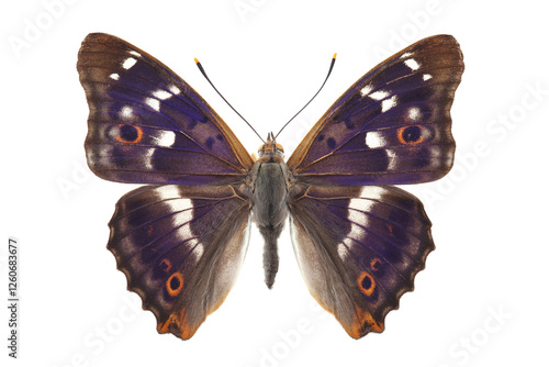 Male of Butterfly - Lesser Purple Emperor (Apatura ilia) isolated on white photo