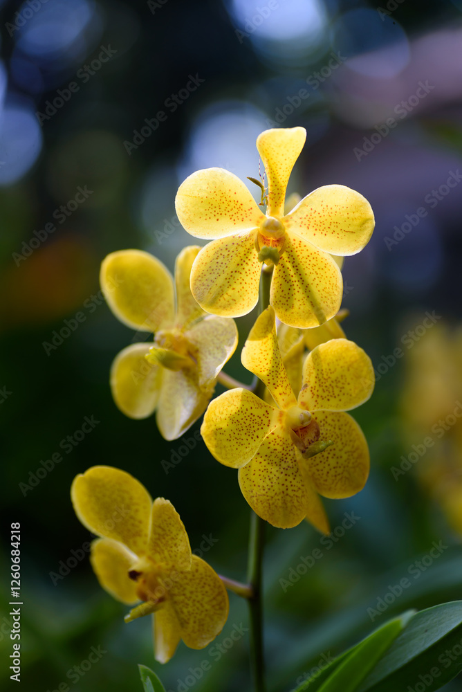 Fototapeta premium Beautiful yellow orchid flower decoration in the tropical garden