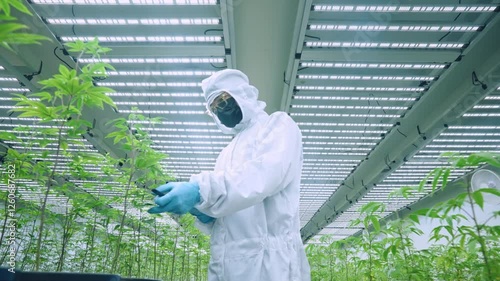
Shot of grower expert collecting cannabis hemp data, checking plantation quality write down detail on digital tablet, cannabis leaf, marijuana growing industry, work research for high quality product