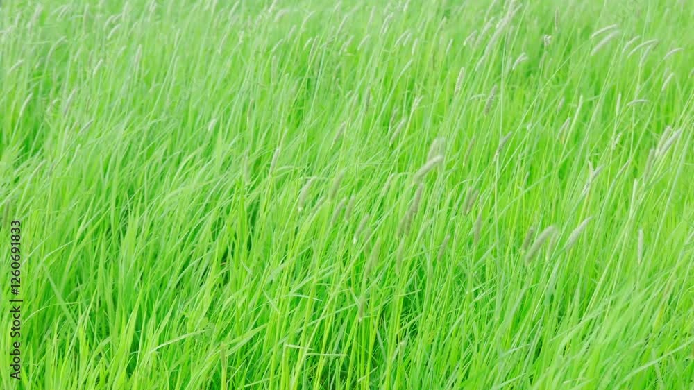green fresh spring grass swaying, flutter in strong wind, stormy weather, Wind Gusts, natural blurred background, summertime season, environmental concept, Beautiful nature scene green fresh spring grass swaying, flutter in strong wind, stormy weather, Wind Gusts, natural blurred background, summertime season, environmental concept, Beautiful nature scene
