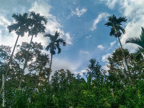 Portrait of a clear sky with clouds seen from under trees