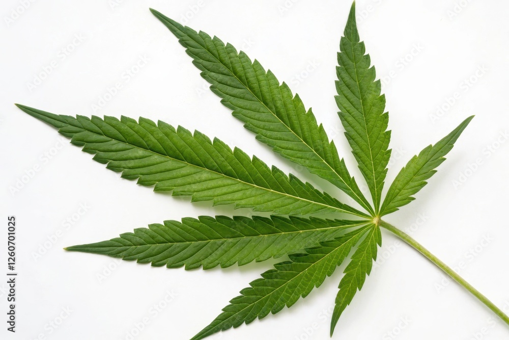 Close-up Top View of Fresh Green Cannabis Leaves Isolated on White Background Close-up Top View of Fresh Green Cannabis Leaves Isolated on White Background