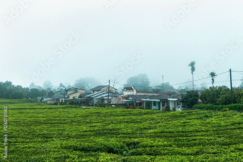 Morning mist covers the houses in the tea plantation