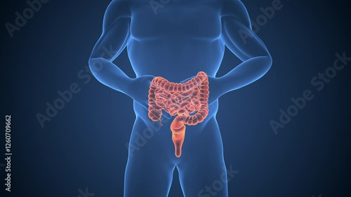 Human skeleton with large intestine
