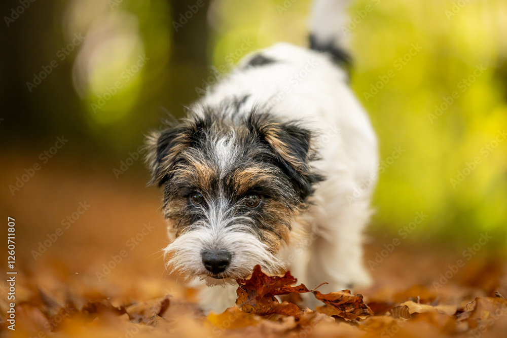 Fototapeta premium Cut tricolor small one year young Jack Russell Terrier dog is following a trail outdoors in autumn