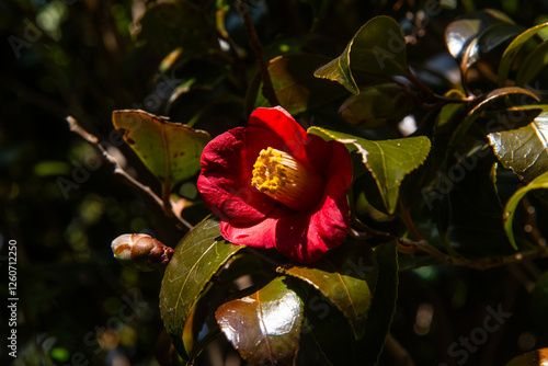 close-up of the camellia flower photo