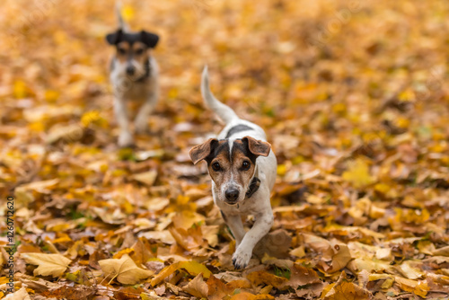 Canvas Print Two small dogs running fast over autumn leaves - jack russell