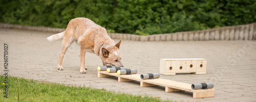 canine training and ZOS (target object search) exercises with an Australian cattle dog photo