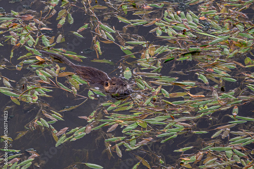 Coypu, giant river rat eating vegetation in the River Onyar, Girona, Spain. The coypu is an invasive rodent species photo