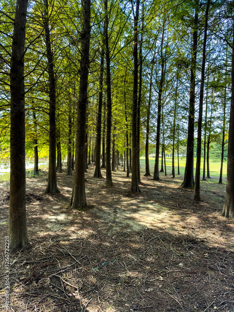 Obraz premium Tranquil Pathway Through Lush Trees in a Sunlit Forest