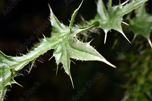 Prickly thistle leaves. Close-up. photo