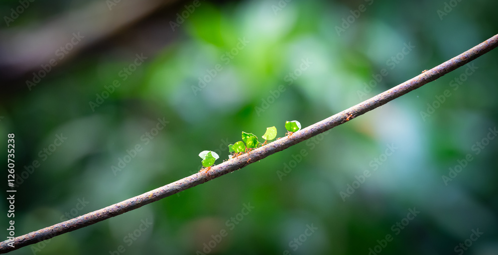 Leaf cutter ants carrying leaves on branch in the jungle. Atta Cephalotes. Leaf cutter ants carrying leaves on branch in the jungle. Atta Cephalotes.