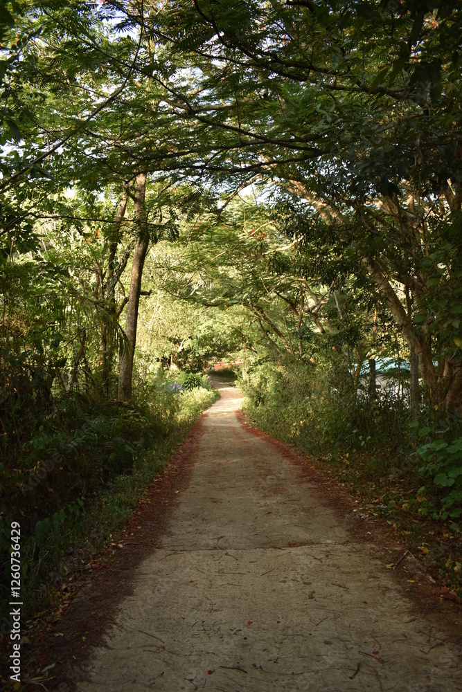 Straight country road going through the trees Straight country road going through the trees