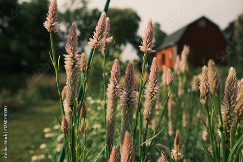 Pink flowers blooming against red barn background in the summer