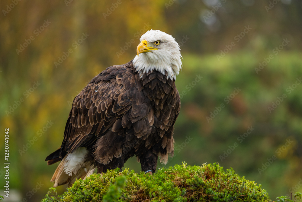 Fototapeta premium american bald eagle on a log
