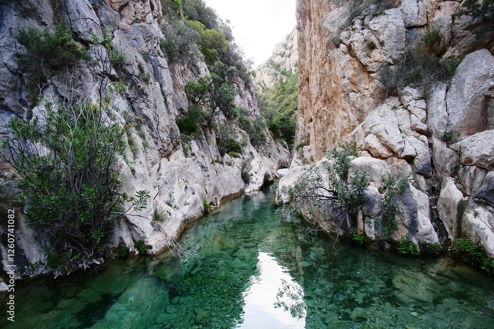 A scenic river surrounded by rocks and tall trees in a canyon A scenic river surrounded by rocks and tall trees in a canyon