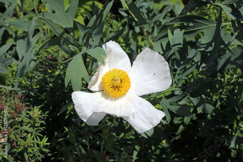 Closeup of a single Californian Tree Poppy bloom, Derbyshire England
 photo