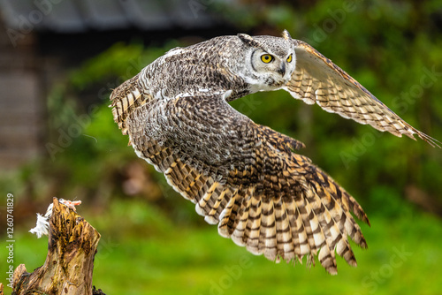 Owl spreading it's wings during flight 