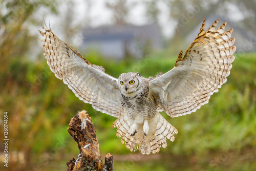 Owl spreading it's wings during flight 