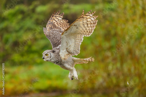 Owl spreading it's wings during flight 