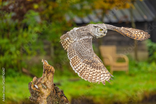 Owl spreading it's wings during flight 