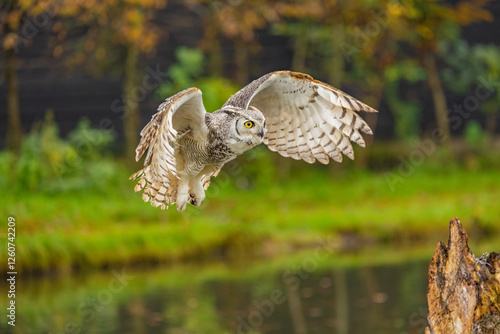 Owl spreading it's wings during flight 