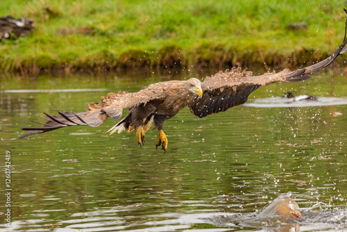 Hunting eagle in flight 