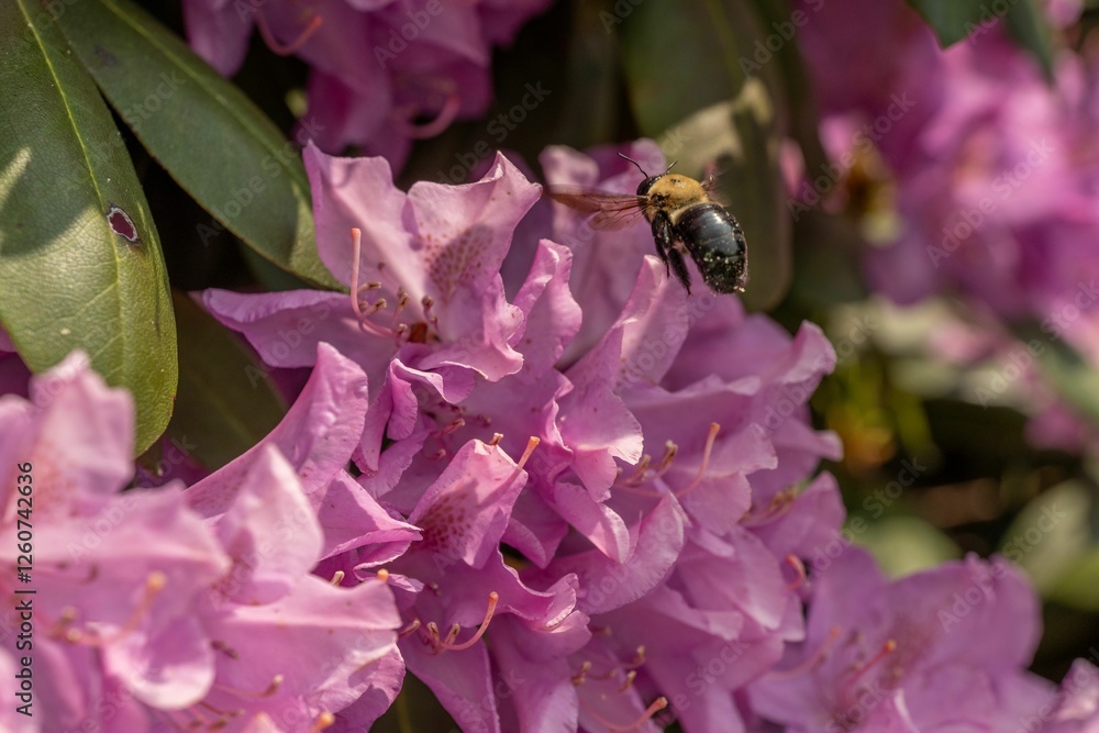 Fototapeta premium Bee and Pink Rhododendron