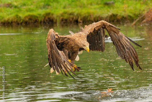 Hunting eagle in flight 