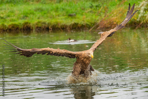 Hunting eagle in flight 