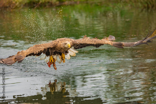 Hunting eagle in flight 