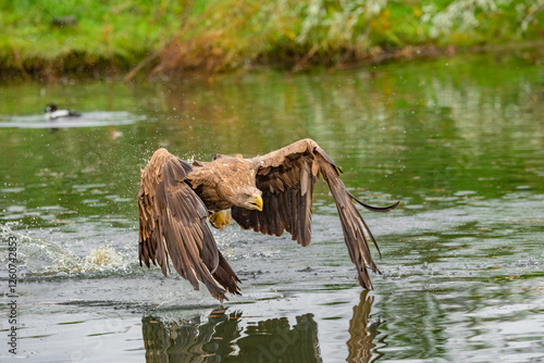 Hunting eagle in flight 