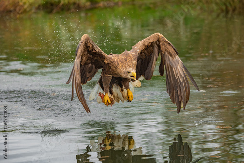 Eagle in flight