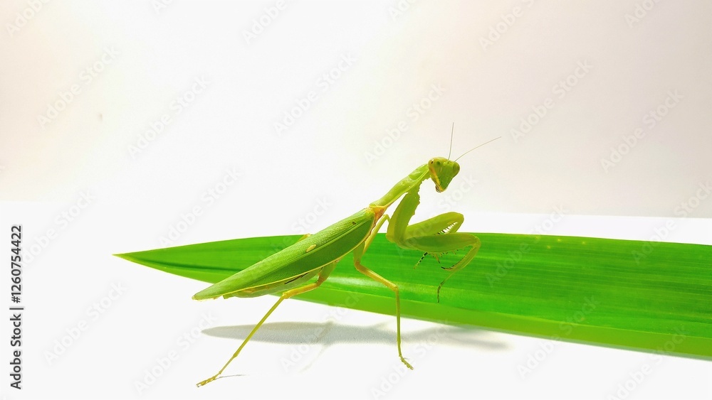 pose of a green praying mantis facing the camera in front of green pandan leaves on a white background pose of a green praying mantis facing the camera in front of green pandan leaves on a white background