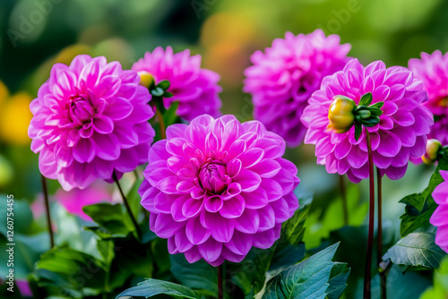 pink dahlia flower