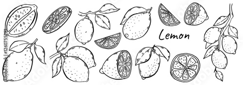 lemon Hand drawn. Vintage lime orange or lemon fruits blossom and branches for juice label. Vector black ink outline food sketch illustrations with juicy piece and peel fruit for health fresh drinks