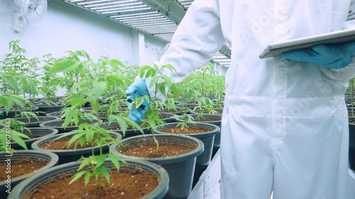 Cannabis expert grower in white protection suit holding digital tablet checking on plant quality leaf stem flowers, cannabis indoor plantation, weed farm quality control, scientist lab data analysis 