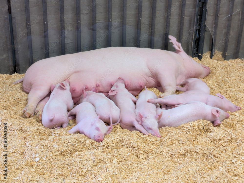 hungry piglets and mama pig resting hungry piglets and mama pig resting