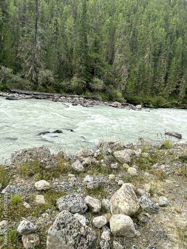 A river flowing through a lush forest with rocks and tall trees