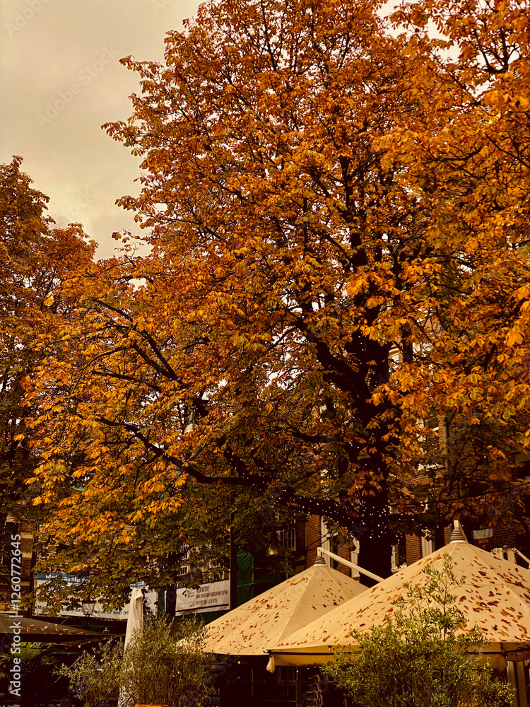 Beautiful autumn landscape in the park