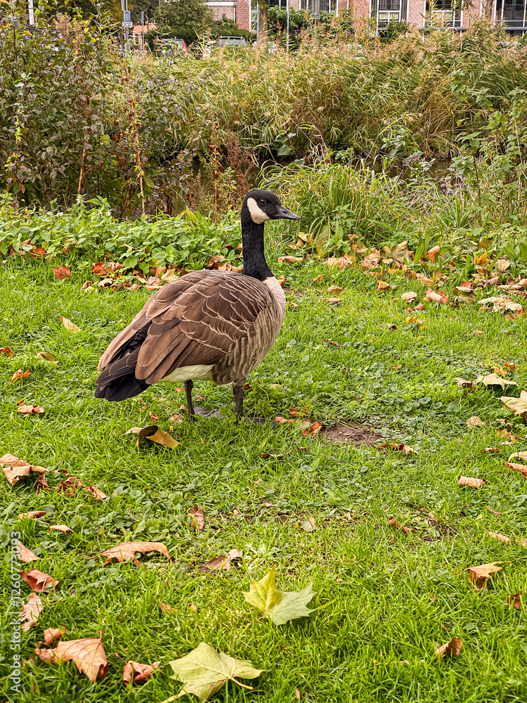 Canada goose on the grass in city park Autumn season