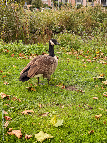 Obraz na płótnie Canada goose on the grass in city park Autumn season w salonie