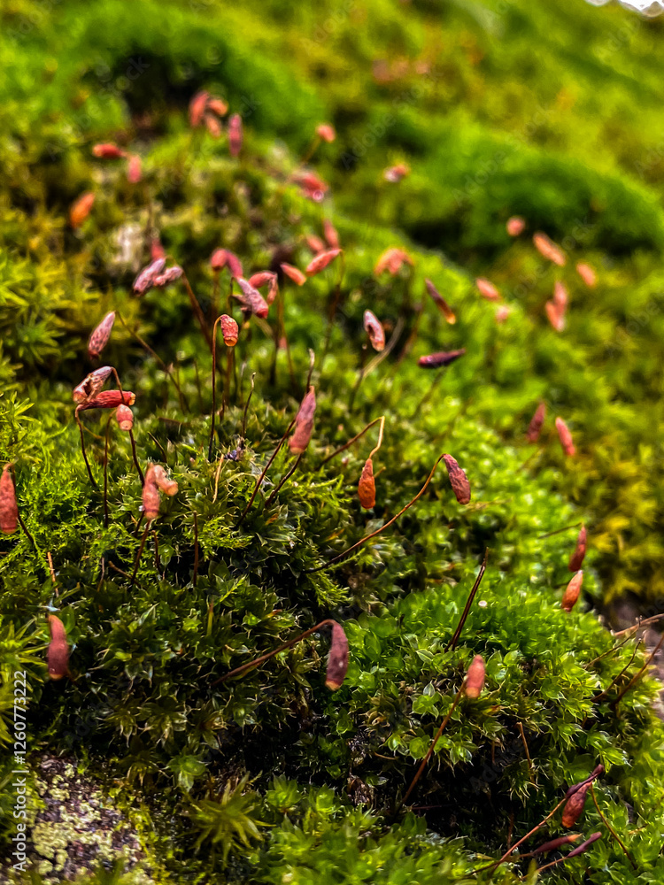 Close up of moss in the forest Selective focus with shallow depth of field