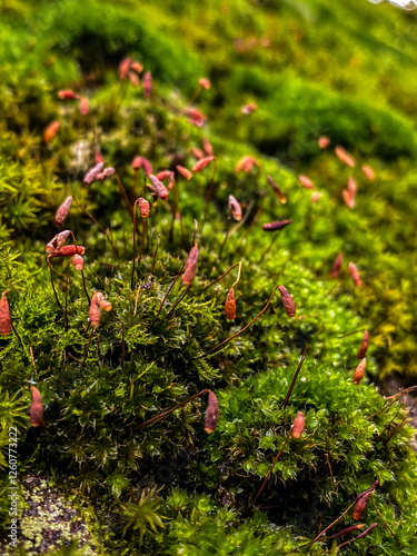 Obraz na płótnie Close up of moss in the forest Selective focus with shallow depth of field w salonie