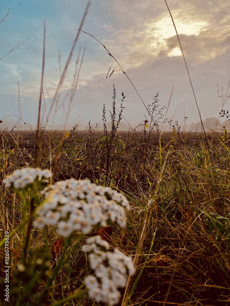 Dry grass and flowers in the meadow at sunset Beautiful natural background