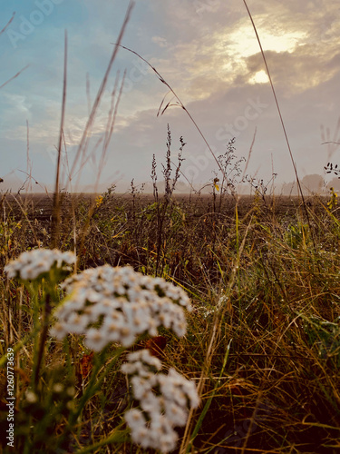 Obraz na płótnie Dry grass and flowers in the meadow at sunset Beautiful natural background w salonie