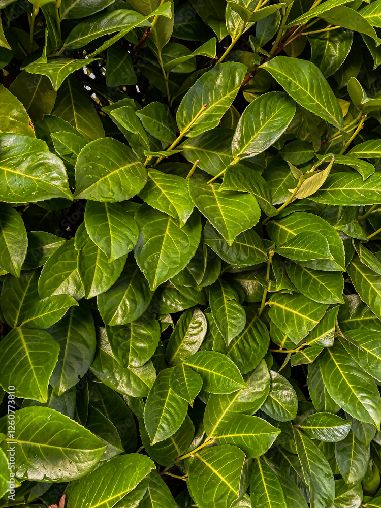 Green leaves background Green leaves background Green leaves texture background
