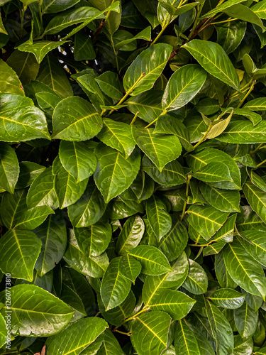 Obraz na płótnie Green leaves background Green leaves background Green leaves texture background w salonie