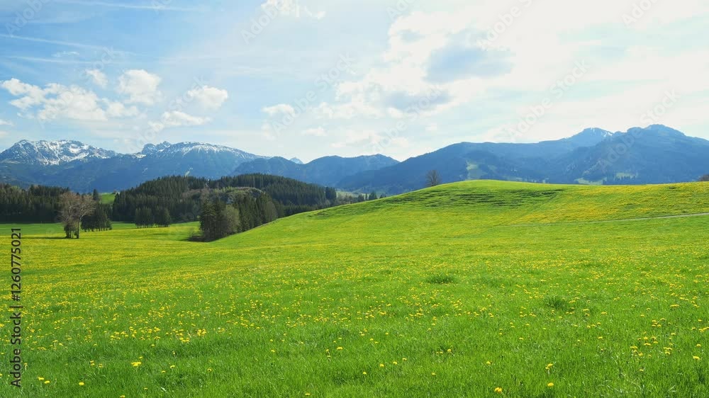 Experience the Relaxing Power of a Spring Meadow with Dandelions and a Blue Sky in Beautiful Timelapse Experience the Relaxing Power of a Spring Meadow with Dandelions and a Blue Sky in Beautiful Timelapse