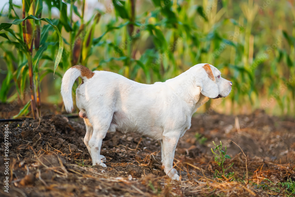 Fototapeta premium An adorable white fur beagle dog standing on the corn farm.
